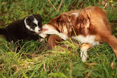 Küçük siyah ve beyaz bir köpek daha büyük kahverengi ve beyaz bir köpekle oynuyor. Küçük köpek büyük köpeğin yüzünü yalıyor.. .