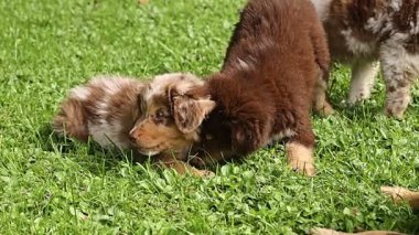 Otlak bir alanda oynayan üç yavru köpek. Yavrulardan biri kahverengi ve beyaz. Diğer ikisi kahverengi.