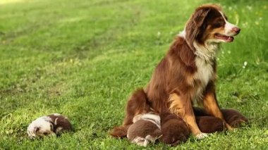 Kahverengi ve beyaz köpek çimlerin üzerinde üç yavru köpekle oturuyor. Köpek bir anne ve yavrular da onun yavruları.