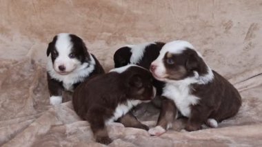 Dört köpek yavrusu bir battaniyenin üzerinde oturuyor ve kameraya bakıyor. Hepsi kahverengi ve beyaz, ve çok sevimli görünüyorlar.. .