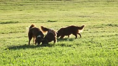 Otlak bir alanda üç köpek oynuyor. Köpeklerden biri uzun kuyruklu büyük kahverengi bir köpektir. Diğer iki köpek daha küçük ve kahverengi.