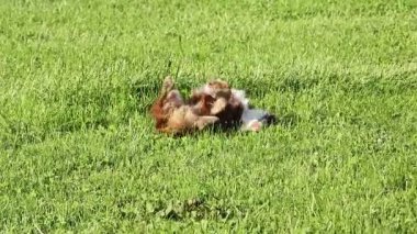 Köpek çimlerin üzerinde yatıyor. Çimler yeşil ve yemyeşil. Köpek kahverengi ve beyazdır.