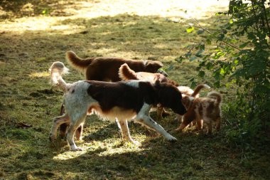 Otlak bir alanda üç köpek oynuyor. Köpeklerden biri kahverengi ve beyaz karışımı.