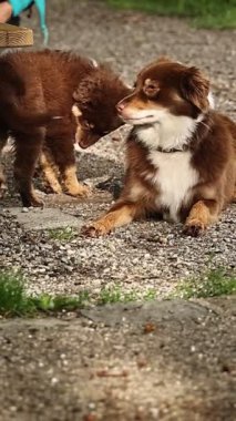 Kahverengi ve beyaz köpek yerde yatıyor. Köpek kameraya bakıyor.