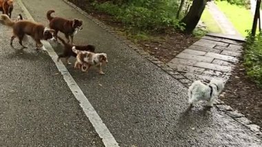 Bir grup köpek kaldırımda yürüyor. Köpeklerden biri beyaz ve mor yakalı.