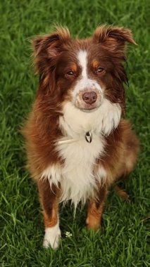 Kahverengi ve beyaz köpek çimlerin üzerinde oturuyor. Köpeğin boynunda siyah bir tasma var.