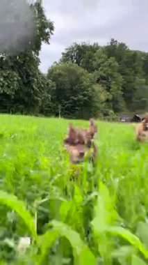 İki neşeli ve neşeli köpek bulutlu bir gökyüzünün altındaki canlı yeşil çayırlarda heyecan içinde eğlenip keşfe çıkıyorlar.