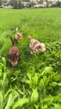 Canlı ve neşeli bir grup köpek yavrusu bulutlu bir gökyüzünün altında canlı yeşil çimenlerin arasında neşeyle oynuyorlar.