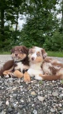 İki sevimli Avustralya çoban köpeği verimli yeşilliklerle çevrili çakıllı bir yolda huzurlu bir anın tadını çıkarıyorlar.