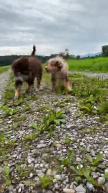 İki sevimli köpek yavrusu yeşil bir arazide oynaşıyor, neşe ve arkadaşlığı yakalıyorlar..
