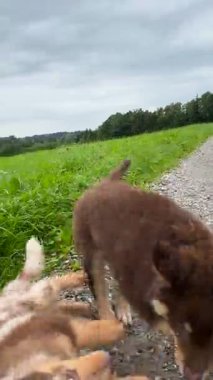 İki sevimli ve neşeli köpek yavrusu güzel, yemyeşil bir ortamda eğleniyor.