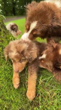 İki sevimli köpek yemyeşil çimlerin üzerinde neşeyle oynuyorlar, keyifli, eğlenceli bağlarını sergiliyorlar.
