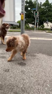 İki sevimli ve oyuncu köpek, hareketli bir şehir ortamında renkli bir trafik lambasının yanında neşeyle eğleniyorlar.