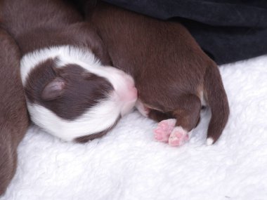 Küçük kahverengi ve beyaz köpek yavrusu beyaz bir battaniyenin üzerinde uyuyor. Battaniye yumuşak ve kabarık. Yavru köpeğin dinlenmesi için rahat bir yüzey sağlıyor. Yavruların gözleri kapalı.