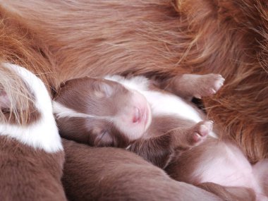 Kahverengi ve beyaz köpek yavruları annelerinin sırtında uyuyorlar. Yavru köpek küçük ve sevimli, ve annesinin kürkünün sıcaklığı ve rahatlığından zevk alıyor gibi görünüyor.