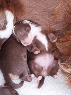 Kahverengi ve beyaz köpek yavrusu annesiyle yatıyor. Yavrular çok küçük ve sevimli. Anne köpek yavrularıyla ilgileniyor.