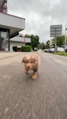 Sevimli küçük bir köpek yavrusu hareketli bir caddede koşuşturup saf neşe ve masumiyeti mükemmel bir şekilde yakalıyor.