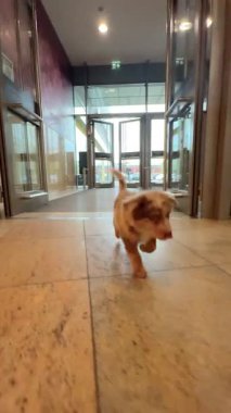 Neşeli ve sevimli bir köpek yavrusu çağdaş bir bina ortamının açık alanlarını zevkle keşfeder.