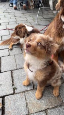 Sevimli köpekler güneşli bir terasta oturmuş sahibinden lezzetli hediyeler bekliyorlar.