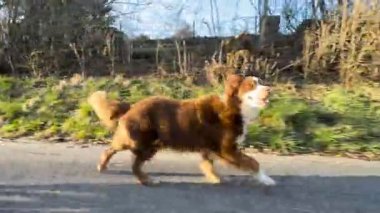 Bir yolda koşan iki köpek, biri kahverengi ve beyaz ve diğeri kahverengi. Manzara enerjik ve eğlenceli.