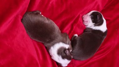 İki köpek yavrusu kırmızı bir battaniyenin üzerinde uyuyor. Battaniye kırmızı, yavrular kahverengi ve beyaz.