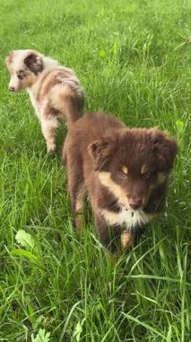 İki neşeli ve neşeli köpek, sıcak güneşin altında canlı yeşil bir tarlada eğlenerek eğleniyorlar.