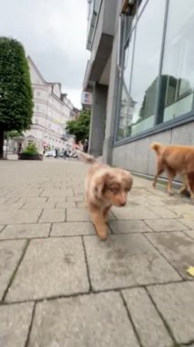 İki sevimli ve neşeli köpek yavrusu hayatla dolu bir şehir kaldırımında mutlu mesut yürüyorlar.