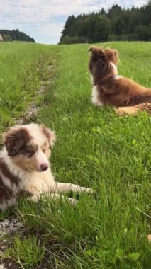 İki sevimli köpek mutlu bir şekilde dinleniyor ve açık mavi gökyüzünün altında canlı, renkli bir çayırda birlikte oynuyorlar.