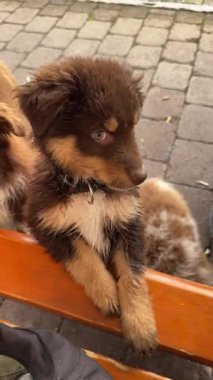 Tüylü kahverengi bir köpek yavrusu açık havayı sever, rahat bir bankta dinlenir meraklı, neşeli bir bakışla