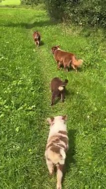 Bir grup sevimli köpek yavrusu çimenli bir yolda güneşli bir günün tadını çıkarıyor, birbirlerine neşeli ruhlarını gösteriyorlar.