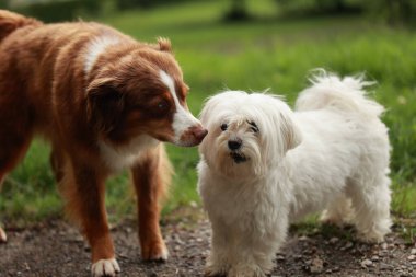 İki köpek yan yana duruyor, biri kahverengi, biri beyaz. Kahverengi köpek tuhaf bir ifadeyle beyaz köpeğe bakıyor.