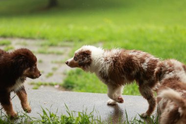 Çimenli bir alanda üç köpek oynuyor. Köpeklerden biri kahverengi ve beyaz, diğer ikisi de kahverengi.