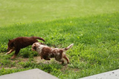 Çimenli bir alanda iki köpek koşuyor. Biri kahverengi ve diğeri beyaz. Kahverengi köpek beyaz köpeği kovalıyor.