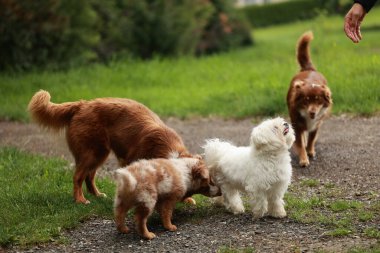 Üç köpek bir parkta birlikte oynuyorlar. Köpeklerden biri beyaz ve diğer ikisi kahverengi.