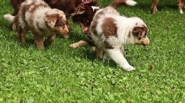 Bir grup köpek yavrusu otlak bir alanda oynuyorlar. Yavrulardan biri diğerinden emziriyor.
