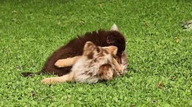 Çimenlikte oynayan iki köpek yavrusu. Biri kahverengi ve diğeri beyaz. Kahverengi köpek yavrusu beyaz köpeği ısırıyor.