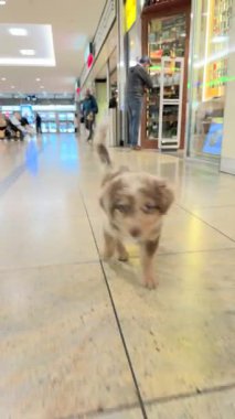 Çok sevimli bir köpek yavrusu hareketli bir alışveriş merkezinin canlı atmosferini zevkle keşfediyor.