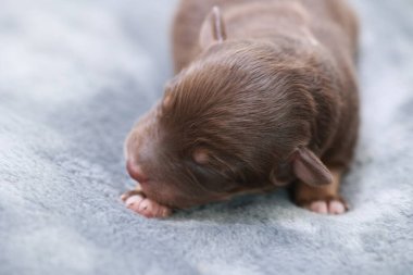 Bir köpek yavrusu battaniyenin üzerinde uyuyor. Yavru köpek kahverengidir ve sevimli bir yüze sahiptir. Battaniye mavi ve beyaz.. .