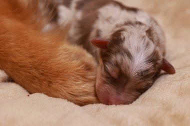 Bir köpek yavrusu pençesi kedi patisi üzerinde bir yatakta uyuyor. Yavru köpek kahverengi ve beyaz. .