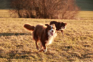 İki köpek, güneş üzerlerine doğarken bir tarlada koşuyor. Manzara mutlu ve enerjik.
