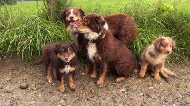 Çekici bir Avustralya çoban köpekleri grubu neşeli bir şekilde eğleniyorlar. Çevrede canlı, yemyeşil bir ortam var.