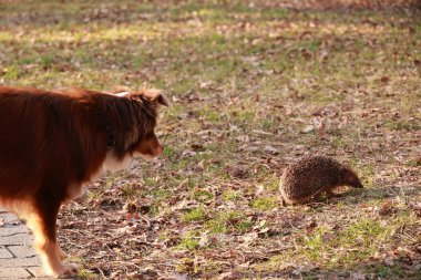 Köpek parkta yürüyor ve küçük bir hayvana bakıyor. Köpek kahverengi ve beyazdır.