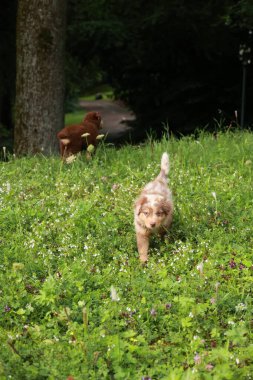Kahverengi köpek çim tarlasında koşuyor. Arka planda bir köpek daha var. Sahne neşeli ve neşeli.
