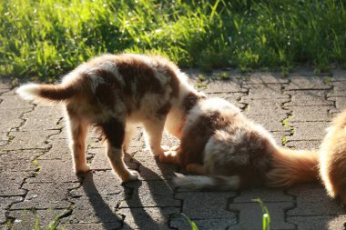 İki köpek tuğla kaldırımda oynuyorlar. Köpeklerden biri bir köpek yavrusu. Diğer köpek biraz daha yaşlı.