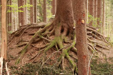 Kökleri büyüyen bir ağaç. Kökler kahverengi ve ağaç yosunlarla çevrili.