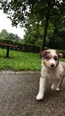 Neşeli, tüylü bir köpek yavrusu neşeli ve enerjik bir şekilde canlı yeşil bir park ortamında ıslak bir yolda koşuyor.