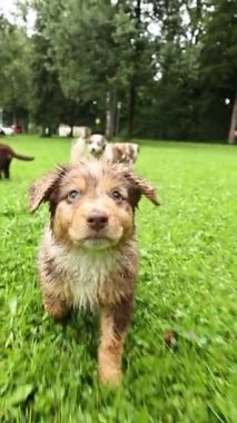 Küçük sevimli bir köpek yavrusu çimenlerin arasında özgürce koşuyor, neşe ve neşe dolu.