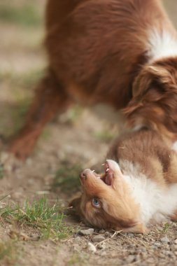 Kahverengi ve beyaz köpek başka bir köpekle oynuyor. Küçük köpek yerde yatıyor ve büyük köpek onu ısırıyor.