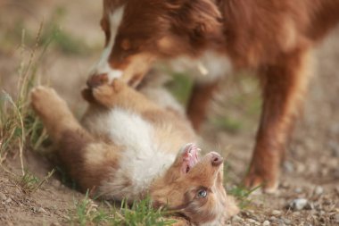 Puppy başka bir köpek yavrusuyla oynuyor. Yavru köpek yerde yuvarlanıyor ve diğer köpek onu ısırıyor.