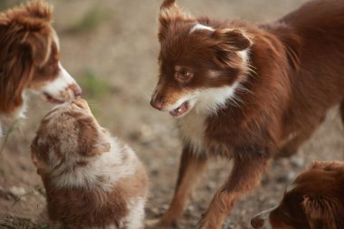 Bir grup köpek birlikte oynuyor, biri diğerini ısırıyor. Sahne neşeli ve neşeli. Köpekler birbirine eşlik ediyor.